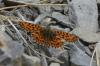 Boloria dia